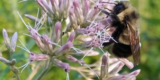 Bumblebee could be listed as endangered species, Report