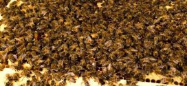 Everything you want to know about bees and beekeeping