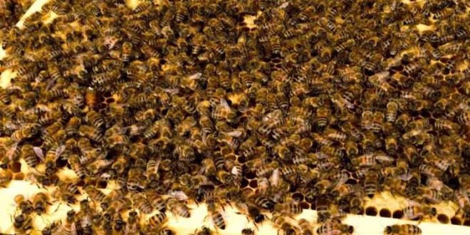 Everything you want to know about bees and beekeeping