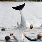 Friendly dolphin delights bathers in German canal (Video)