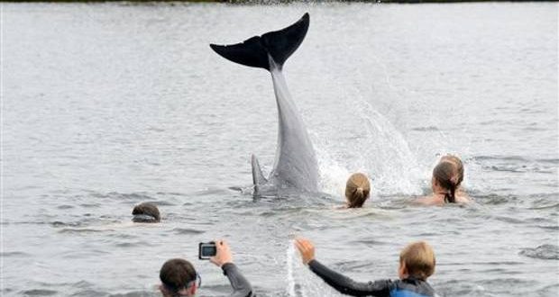 Friendly dolphin delights bathers in German canal (Video)