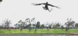 Hawk drops snake on family BBQ in Australia (Video)