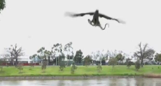 Hawk drops snake on family BBQ in Australia (Video)