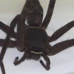 Huge tropical Huntsman spider found in shipping container in UK