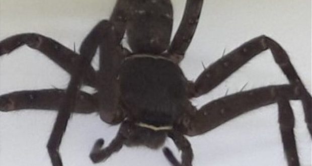 Huge tropical Huntsman spider found in shipping container in UK