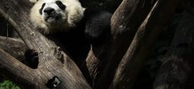It's official: Giant Pandas Aren't Endangered (For Now)