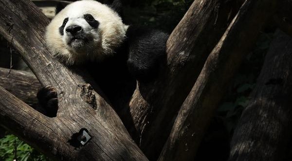 It’s official: Giant Pandas Aren’t Endangered (For Now)