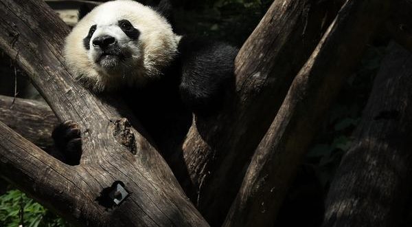 It's official: Giant Pandas Aren't Endangered (For Now)