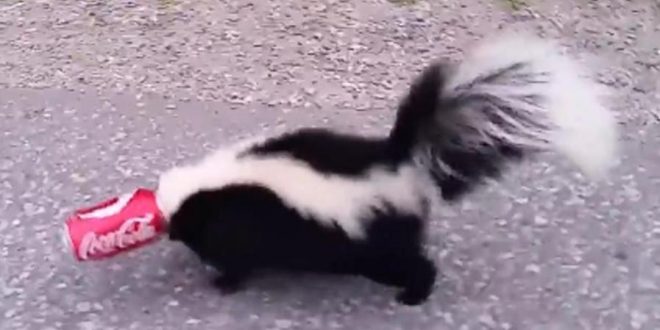 Good Samaritan Frees Skunk From Coke Can Hell (Video)