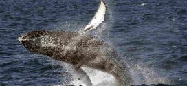 NOAA removes most humpback whales from endangered list