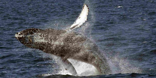 NOAA removes most humpback whales from endangered list