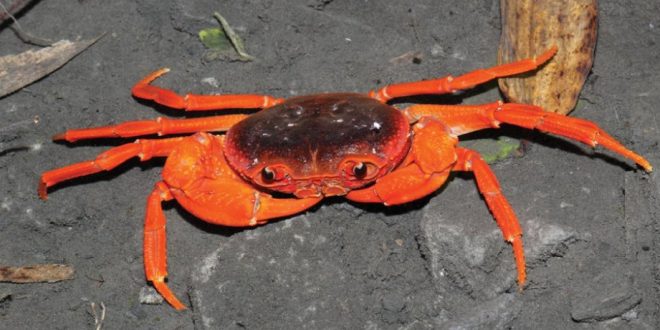 New genus and new species of freshwater crab from southern China (Photo)New genus and new species of freshwater crab from southern China (Photo)