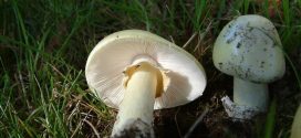 Poisonous mushrooms can make you sick or kill you, says BC CDC