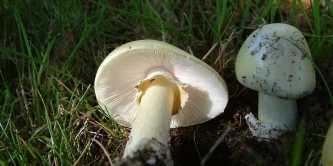 Poisonous mushrooms can make you sick or kill you “says BC CDC”
