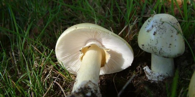 Poisonous mushrooms can make you sick or kill you, says BC CDC