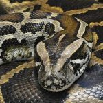Pythons on loose in Quebec will not survive drop in temperature, Experts say