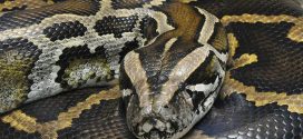 Pythons on loose in Quebec will not survive drop in temperature, Experts say