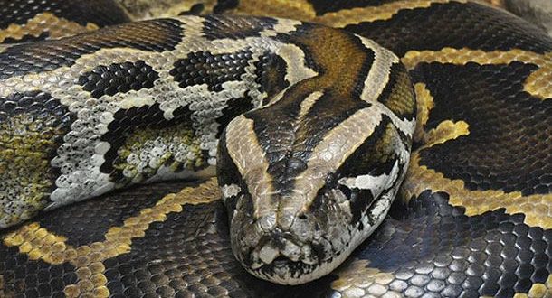 Pythons on loose in Quebec will not survive drop in temperature; Experts say