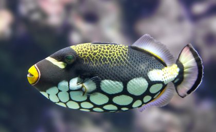 Reef Fish See Colors Humans Can Only Dream Of, says new research