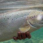 Research confirms mating of farmed, wild salmon in Newfoundland