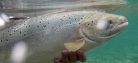 Research confirms mating of farmed, wild salmon in Newfoundland