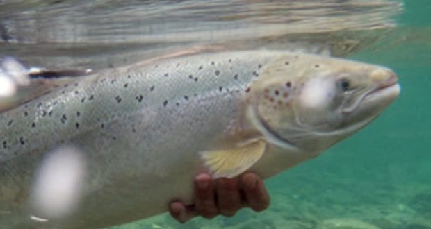 Research confirms mating of farmed, wild salmon in Newfoundland