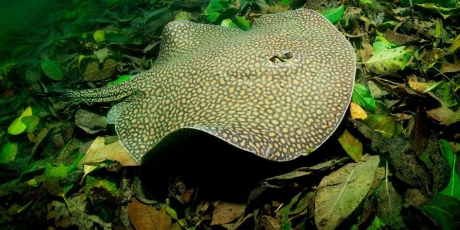 Stingray Chews its Food Before Swallowing, finds new research
