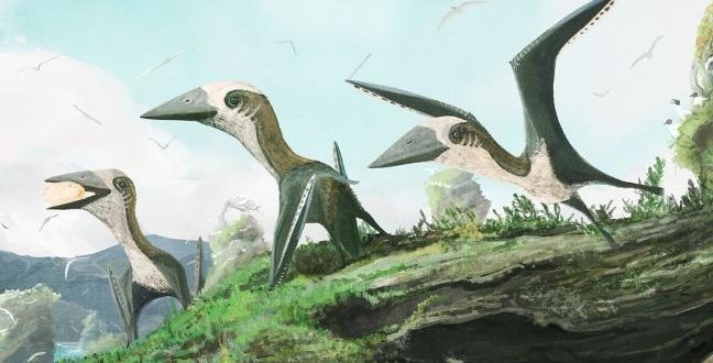 Researchers Find a Rare Type of Pterosaur Near Vancouver Island