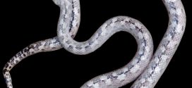 Researchers discover 'ghost snake' in Madagascar (Photo)