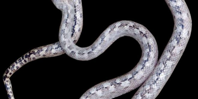 Scientists discover ‘ghost snake’ species in Madagascar (Photo)