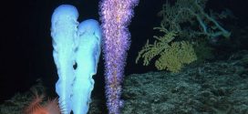 Researchers film unexplored seamount 3000ft below surface