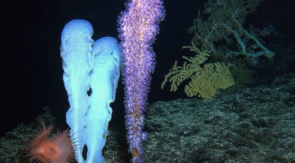 Researchers film unexplored seamount 3000ft below surface