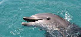 Researchers record first-ever dolphin conversation