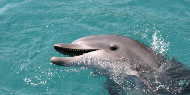 Researchers record first-ever dolphin conversation