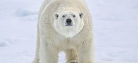Researchers rescued from polar bears in Arctic