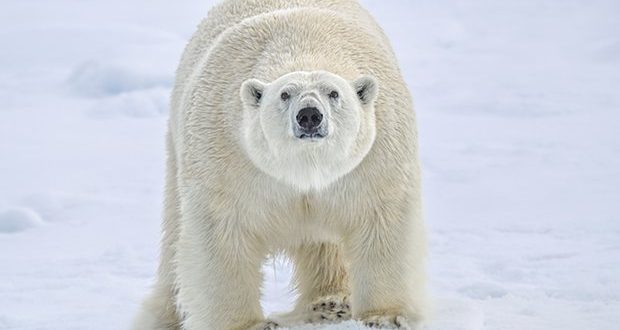 Researchers rescued from polar bears in Arctic