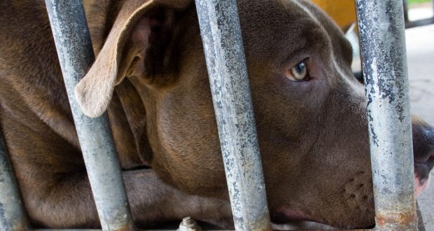 SPCA to end dog services over pit bull ban, Report