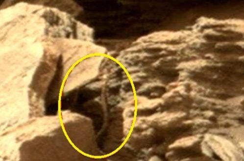 Snake spotted in NASA Mars photo feeds growing conspiracy theory (Picture)