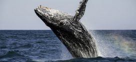The Biggest Marine Animals Risk Extinction, Says New Study
