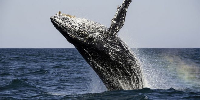 The Biggest Marine Animals Risk Extinction, Says New Study