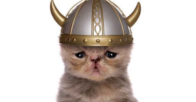 Vikings Took Cats on Their Voyages, DNA Study Shows