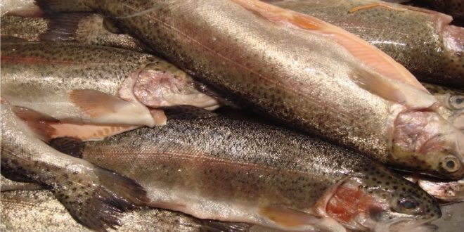 Whirling disease confirmed in upper Bow River, CFIA says