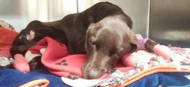 Bruno the dog survives month trapped in well near Estevan