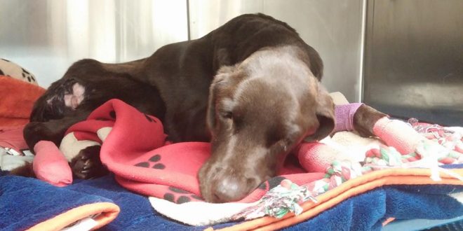Bruno the dog survives month trapped in well near Estevan