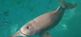 China's 'extinct' dolphin Baiji may have returned to Yangtze river, say investigators