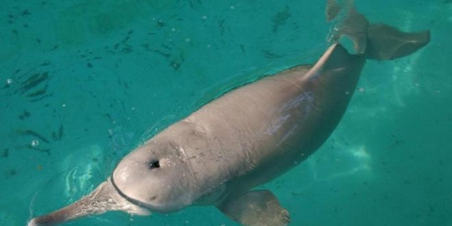 China's 'extinct' dolphin Baiji may have returned to Yangtze river, say investigators