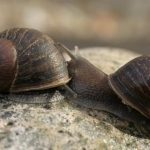 Help find Jeremy the 'lefty' snail a mate