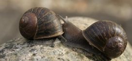 Help find Jeremy the 'lefty' snail a mate