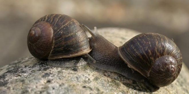 Help find Jeremy the ‘lefty’ snail a mate (Video)