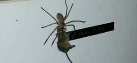 Huge spider carries mouse up fridge (Video)